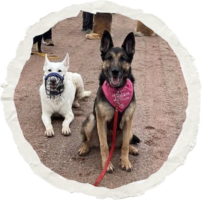 Cassie - pes na ilustrační fotografii