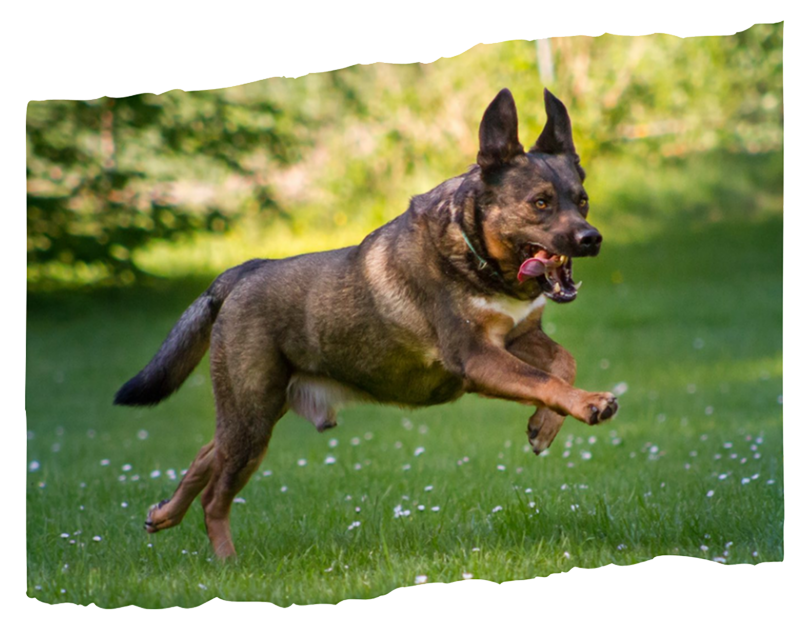 Běžící pejsek jménem Tiggy