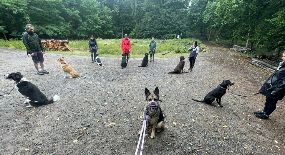 Socializační procházky – skupina psů na procházce