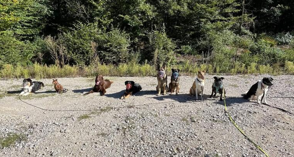 Individuální práce se psem v terénu